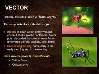 VECTOR
Principal mosquito vector is Aedes aegypti
.
The mosquito is black with white strips
 Breeds in clean water: empty vessels,
coconut shells, plastic containers, flower
pots, discarded tires, wet shower floors,
uncovered barrels, buckets, toilet tanks
 Bites during the day, particularly in the
early morning and in the evening
Other diseases spread by Aedes Mosquito –
 Yellow fever
 Chikungunya
 