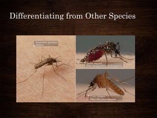 Differentiating from Other Species
 