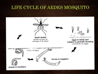 LIFE CYCLE OF AEDES MOSQUITO
 