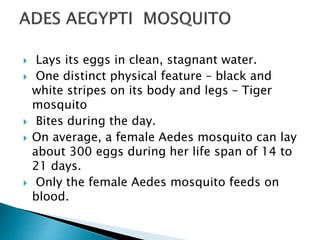  Lays its eggs in clean, stagnant water.
 One distinct physical feature – black and
white stripes on its body and legs – Tiger
mosquito
 Bites during the day.
 On average, a female Aedes mosquito can lay
about 300 eggs during her life span of 14 to
21 days.
 Only the female Aedes mosquito feeds on
blood.
 