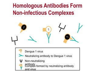 Neutralizing antibody to Dengue 1 virus
Dengue 1 virus
Homologous Antibodies Form
Non-infectious Complexes
Non-neutralizing
antibody
Complex formed by neutralizing antibody
and virus
 
