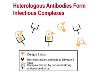 Non-neutralizing antibody to Dengue 1
virus
Dengue 2 virus
Heterologous Antibodies Form
Infectious Complexes
Complex formed by non-neutralizing
antibody and virus
 