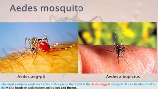The most common epidemic vector of dengue in the world is the Aedes aegypti mosquito. It can be identified by
the white bands or scale patterns on its legs and thorax.
 
