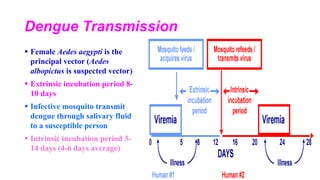 Dengue Transmission
 Female Aedes aegypti is the
principal vector (Aedes
albopictus is suspected vector)
 Extrinsic incubation period 8-
10 days
 Infective mosquito transmit
dengue through salivary fluid
to a susceptible person
 Intrinsic incubation period 3-
14 days (4-6 days average)
 