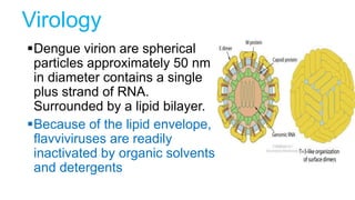 Virology
Dengue virion are spherical
particles approximately 50 nm
in diameter contains a single
plus strand of RNA.
Surrounded by a lipid bilayer.
Because of the lipid envelope,
flavviviruses are readily
inactivated by organic solvents
and detergents
 