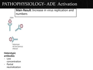 PATHOPHYSIOLOGY- ADE Activation
Heterotypic
antibodies
- Low
concentration
- Partial
neutralization
Main Result: Increase in virus replication and
numbers
 