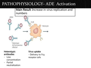 PATHOPHYSIOLOGY- ADE Activation
Heterotypic
antibodies
- Low
concentration
- Partial
neutralization
Virus uptake
- Delivery to Fcɣ
receptor cells
Main Result: Increase in virus replication and
numbers
 