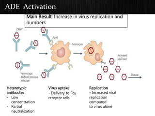 ADE Activation
Heterotypic
antibodies
- Low
concentration
- Partial
neutralization
Virus uptake
- Delivery to Fcɣ
receptor cells
Replication
- Increased viral
replication
compared
to virus alone
Main Result: Increase in virus replication and
numbers
 