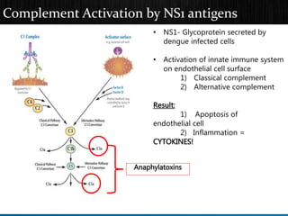 Complement Activation by NS1 antigens
Anaphylatoxins
• NS1- Glycoprotein secreted by
dengue infected cells
• Activation of innate immune system
on endothelial cell surface
1) Classical complement
2) Alternative complement
Result:
1) Apoptosis of
endothelial cell
2) Inflammation =
CYTOKINES!
 