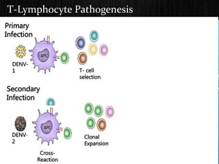 T-Lymphocyte Pathogenesis
Primary
Infection
Secondary
Infection
DENV-
1 T- cell
selection
DENV-
2
Clonal
Expansion
Cross-
Reaction
 