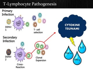 T-Lymphocyte Pathogenesis
Primary
Infection
Secondary
Infection
DENV-
1 T- cell
selection
DENV-
2
Clonal
Expansion
Cross-
Reaction
TNF-α
IFN-ɣ
IL-2
CYTOKINE
TSUNAMI
 