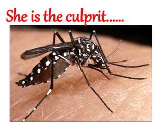 She is the culprit……
 