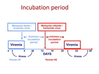 Incubation period
 