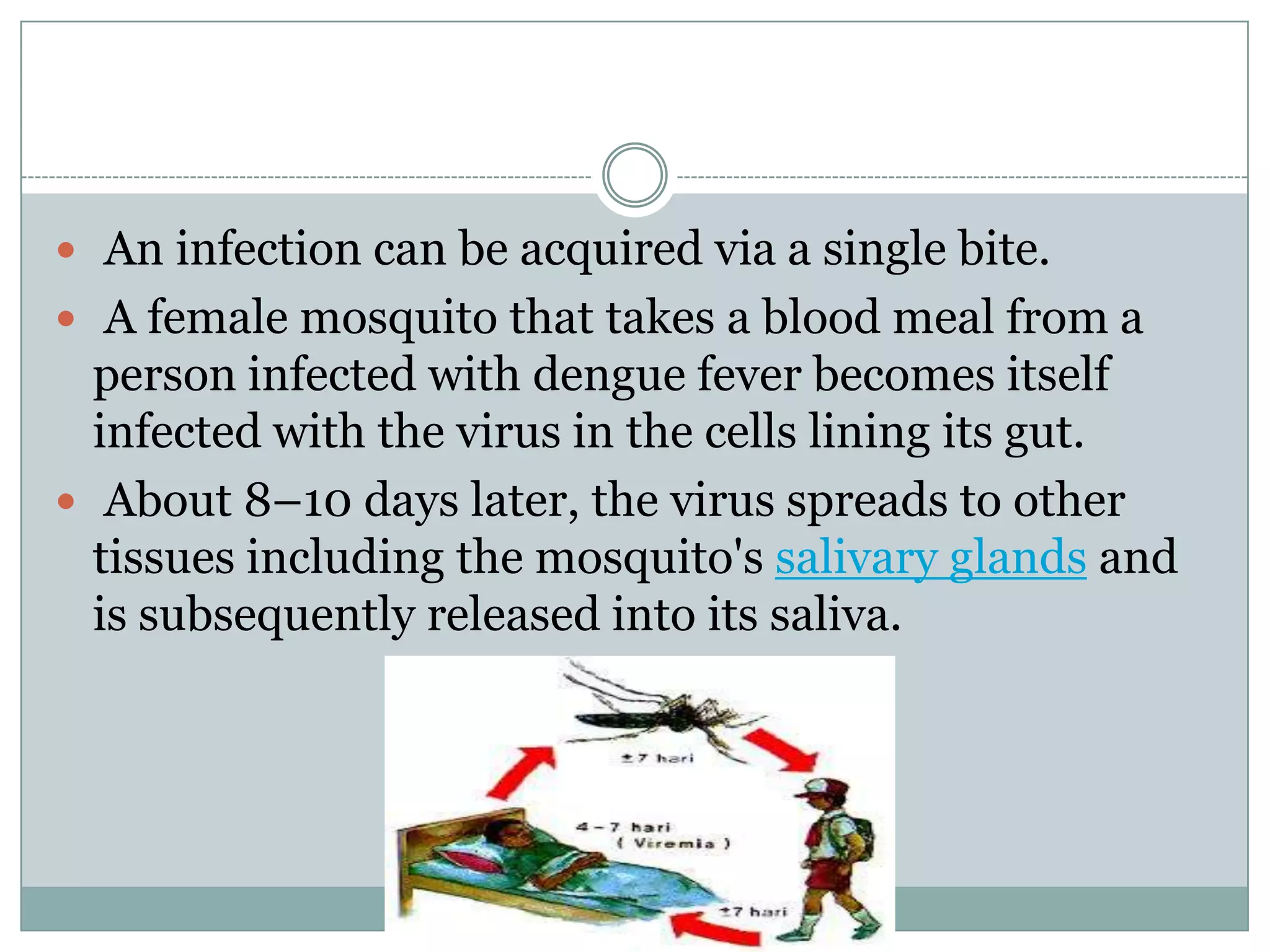  An infection can be acquired via a single bite.
 A female mosquito that takes a blood meal from a
  person infected with dengue fever becomes itself
  infected with the virus in the cells lining its gut.
 About 8–10 days later, the virus spreads to other
  tissues including the mosquito's salivary glands and
  is subsequently released into its saliva.
 