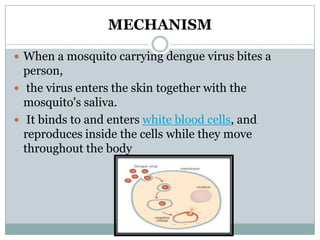 MECHANISM

 When a mosquito carrying dengue virus bites a
  person,
 the virus enters the skin together with the
  mosquito's saliva.
 It binds to and enters white blood cells, and
  reproduces inside the cells while they move
  throughout the body
 