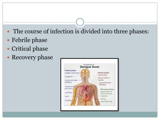  The course of infection is divided into three phases:
 Febrile phase
 Critical phase
 Recovery phase
 