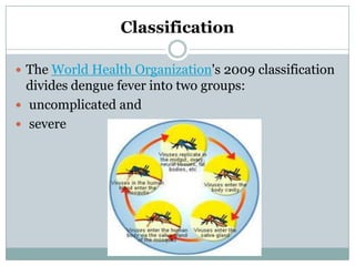 Classification

 The World Health Organization's 2009 classification
  divides dengue fever into two groups:
 uncomplicated and
 severe
 