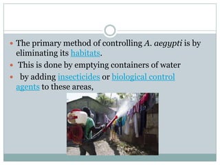  The primary method of controlling A. aegypti is by
  eliminating its habitats.
 This is done by emptying containers of water
 by adding insecticides or biological control
  agents to these areas,
 