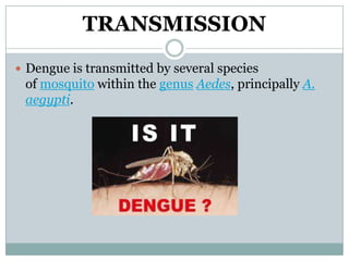 TRANSMISSION
 Dengue is transmitted by several species
 of mosquito within the genus Aedes, principally A.
 aegypti.
 