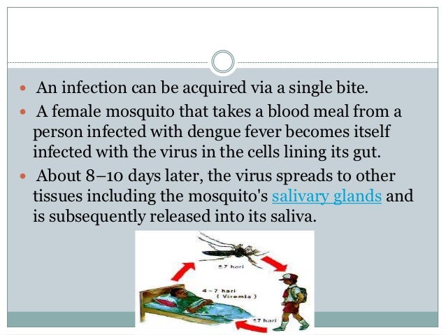 Dengue Fever Ppt