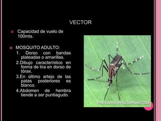 VECTOR
   Capacidad de vuelo de
    100mts.

   MOSQUITO ADULTO:
    1. Dorso con bandas
      plateadas o amarillas.
    2.Dibujo característico en
      forma de lira en dorso de
      tórax.
    3.En último artejo de las
      patas posteriores es
      blanco.
    4.Abdomen de hembra
      tiende a ser puntiagudo.
 
