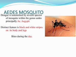 AEDES MOSQUITODengue is transmitted by several species
of mosquito within the genus aedes
principally Ae. Aegypti
Distinct feature is black and white stripes
on its body and legs
Bites during the day.
 