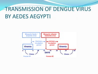 TRANSMISSION OF DENGUE VIRUS
BY AEDES AEGYPTI
 