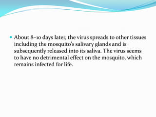  About 8–10 days later, the virus spreads to other tissues
including the mosquito's salivary glands and is
subsequently released into its saliva. The virus seems
to have no detrimental effect on the mosquito, which
remains infected for life.
 