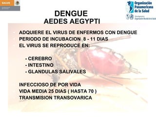 DENGUE     AEDES AEGYPTI ADQUIERE EL VIRUS DE ENFERMOS CON DENGUE PERIODO DE INCUBACION  8 - 11 DIAS EL VIRUS SE REPRODUCE EN:  - CEREBRO - INTESTINO - GLANDULAS SALIVALES INFECCIOSO DE POR VIDA VIDA MEDIA 25 DIAS ( HASTA 70 ) TRANSMISION TRANSOVARICA 