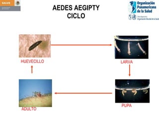 AEDES AEGIPTY   CICLO LARVA PUPA HUEVECILLO ADULTO 