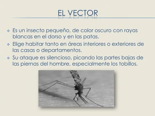 EL VECTOR

   Es un insecto pequeño, de color oscuro con rayas
    blancas en el dorso y en las patas.
   Elige habitar tanto en áreas interiores o exteriores de
    las casas o departamentos.
   Su ataque es silencioso, picando las partes bajas de
    las piernas del hombre, especialmente los tobillos.
 