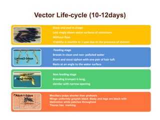 Vector Life-cycle (10-12days)
Black and oval in shape
Laid singly above water surfaces of containers
Without float
Viability: 6 months to 1 year due to the presence of chorion
Feeding stage
Breeds in clean and non- polluted water
Short and stout siphon with one pair of hair tuft
Rests at an angle to the water surface
Non-feeding stage
Breeding trumpet is long,
slender with narrow opening
Egg
Lar)va(2-3days
Pupa(6-8days
Maxillary pulps shorter than probosis
Wings uniformly grayish black -Body and legs are black with
distinctive white patches throughout
Thorax has marking
Adult-1-2days
 