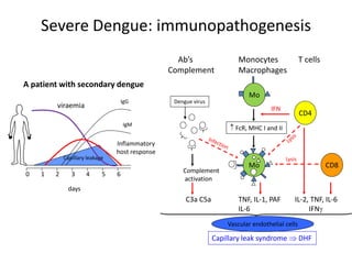 Severe Dengue: immunopathogenesis
Mo
Mo
CD4
CD8
Ab’s Monocytes T cells
Complement Macrophages
IFN
C3a C5a TNF, IL-1, PAF IL-2, TNF, IL-6
IL-6 IFN
 FcR, MHC I and II
Complement
activation
Capillary leak syndrome  DHF
Vascular endothelial cells
Lysis
Dengue virus
Capillary leakage
viraemia
IgM
IgG
0 1 2 3 4 5 6
days
Inflammatory
host response
A patient with secondary dengue
 