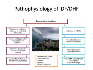 Pathophysiology of DF/DHF
17
 