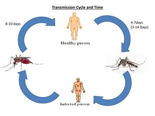 Transmission Cycle and Time
4-7days
(3-14 Days)
8-10 days
 