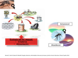 Bennett J, Dolin R, Blaser M. Mandell, Douglas y Bennett, enfermedades infecciosas principios y práctica. 8va ed. Barcelona. Elsevier España; 2015.
Ecología del Ae. aegypti:
• Criaderos
• Alimentación
 