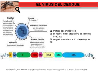 EL VIRUS DEL DENGUE
Bennett J, Dolin R, Blaser M. Mandell, Douglas y Bennett, enfermedades infecciosas principios y práctica. 8va ed. Barcelona. Elsevier España; 2015.
 Ingresa por endocitosis
 Se replica en el citoplasma de la célula
infectada
 Origina 3Proteinas E Y 7Proteinas NE

 