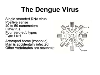 The Dengue Virus
lSingle stranded RNA virus
lPositive sense
l40 to 50 nanometers
lFlavivirus
lFour sero-sub types
l Type 1 to 4
lArthropod borne (zoonotic)
lMan is accidentally infected
lOther vertebrates are reservoirs
 