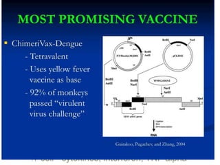 Immunopathogenic
lCascade of DHF/DSS
lMacrophage – monocyte infection
lPrevious infection with heterologous
Dengue serotype results in
production
of non protective antiviral antibodies
lThese Ab bind to the virion’s surface
Fc receptor and focus the Dengue
virus
on to the target cells –
macro/monocytes
lT cell - cytokines, interferon, TNF alpha
 