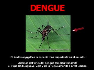 El Aedes aegypti es la especie más importante en el mundo.
Además del virus del dengue también transmite
el virus Chikungunya, Zika y de la fiebre amarilla a nivel urbano.
DENGUE
 