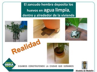 El zancudo hembra deposita los
  huevos en agua limpia,
dentro y alrededor de la vivienda
 