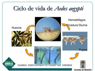Ciclo de vida de Aedes aegypti
                       Hematófagos
                      Picadura Diurna
Huevos




                               Pupas
 