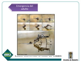 Emergencia del
   adulto
 