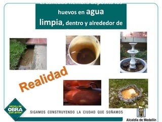 El zancudo hembra deposita los
      huevos en agua
limpia, dentro y alrededor de
         la vivienda
 