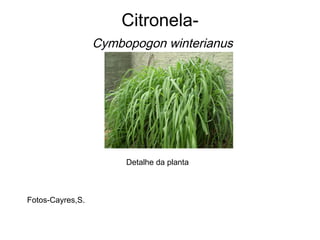 Citronela-   Cymbopogon winterianus Detalhe da planta Fotos-Cayres,S. 
