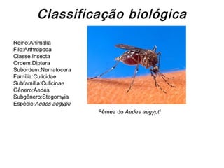 Classificação biológica Reino:Animalia Filo:Arthropoda Classe:Insecta Ordem:Diptera Subordem:Nematocera Família:Culicidae Subfamília:Culicinae Gênero:Aedes Subgênero:Stegomyia Espécie: Aedes aegypti Fêmea do  Aedes aegypti   
