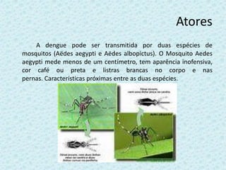 Atores
A dengue pode ser transmitida por duas espécies de
mosquitos (Aëdes aegypti e Aëdes albopictus). O Mosquito Aedes
aegypti mede menos de um centímetro, tem aparência inofensiva,
cor café ou preta e listras brancas no corpo e nas
pernas. Características próximas entre as duas espécies.
 