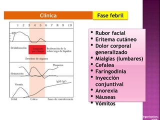 Clínica
WHO. Dengue: guidelines for diagnosis, treatment, prevention and control. New edition Geneva: World Health Organisation;
• Rubor facial
• Eritema cutáneo
• Dolor corporal
generalizado
• Mialgias (lumbares)
• Cefalea
• Faringodinia
• Inyección
conjuntival
• Anorexia
• Náuseas
• Vómitos
Fase febril
 