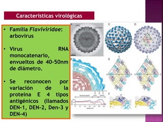 Características virológicas
• Familia Flaviviridae:
arbovirus
• Virus RNA
monocatenario,
envueltos de 40-50nm
de diámetro.
• Se reconocen por
variación de la
proteína E 4 tipos
antigénicos (llamados
DEN-1, DEN-2, Den-3 y
DEN-4)
 