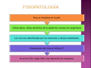 Se activa CD4, luego CD8 y hay liberación de citoquinas.
Presentación del virus al linfocito T.
Los virus son identificados por los monocitos y células endoteliales.
Célula diana: célula dendrítica de la epidermis (celulas de Langerhans)
Virus se introduce en la piel.
 